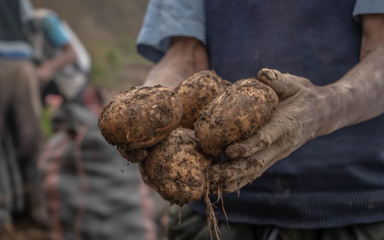 Biologische aardappels kopen