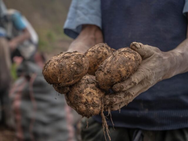 Biologische aardappels kopen